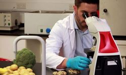 Haftalık gıda denetimi: Yerli sebzelerde uygunsuz pestisit tespit edildi