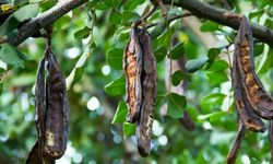 Tarım ve Doğal Kaynaklar Bakanlığı Harup üreticilerine 6,9 milyon TL destek ödemesi yaptı