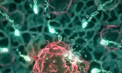 İspanya'da araştırmacılar farelerde pankreas kanserini tedavi etti