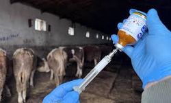 Şap hastalığına karşı mücadele kararlılıkla sürüyor: Toplam 67 bin 973 büyükbaş hayvan aşılandı