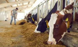 Veteriner Hekimler Birliği’nden şap hastalığı uyarısı: Rehavete kapılmayın
