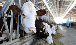 Avustralya ve Kanada, Güney Kıbrıs’ı şap hastalığı riskine karşı listeden çıkardı