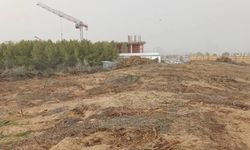 Yeşil Barış Hareketi: İskele’de denize sıfır 21 dönüm orman rant uğruna yok ediliyor