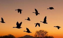 Amerika'nın eski uygarlığı, yükselişini kuş dışkısına borçluymuş