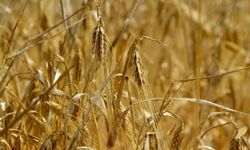 4 bin 500 ton arpanın yarın sabah Gazimağusa Limanı’na ulaşması bekleniyor