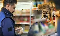 Zincir market denetiminde skandal: Buzdolabından kedi çıktı!