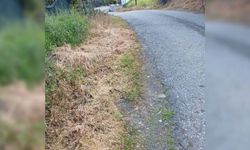 Lefke Çevre ve Ekoloji Derneği, ot kurutma ilaçlarının kullanılmasına tepki gösterdi