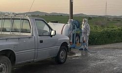 Güney Kıbrıs'ta şap nedeniyle 13 binden fazla hayvanın itlaf edilmesine başlanıyor: Avrupa Komisyonu devrede