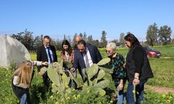 Babutsada görülen koşnille mücadelede umut verici gelişme