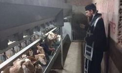 Larnaka’da papazlar şap hastalığına karşı hayvanları ve üreticilerı kutsadı