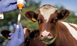 Güney Kıbrıs'ta şap hastalığı: 170 bini aşkın hayvan aşılandı, yüzlercesi itlaf edildi