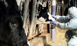 Güney Kıbrıs’ta şap alarmı: Tüm hayvancılık işletmeleri karantinada