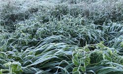 Bugün, yarın ve pazartesi sabah saatlerinde don olayı bekleniyor