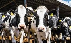 Büyükbaş hayvan düşük tazminatları ödendi