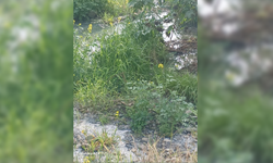 Lefke Çevre ve Ekoloji Derneği: “Gemikonağı Deresi’ni kaplayan foseptik kirliliği üç aydır olduğu gibi duruyor”