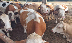 Fileleftheros: Avrupa Komisyonu’nun gönderdiği 500 bin doz şap aşısı Kuzey Kıbrıs'a vardı