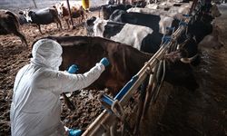 Güney Kıbrıs'ta şap alarmı: 23 çiftlik karantinada, 260 sığır itlaf edilecek