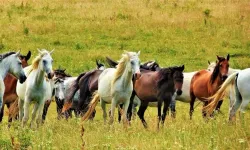 Atlar aynı anda hem kişneyip hem ıslık çalıyor