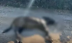 Taşkent Doğa Parkı’ndan Karpaz eşekleri için acil çağrı: Bürokrasi can kaybettiriyor