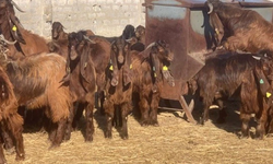Veteriner Dairesi canlı hayvan satışı yapacak