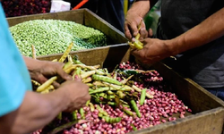 FAO: Küresel gıda fiyatları 5 ay sonra yeniden yükselişe geçti