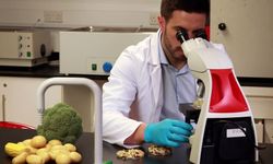 Biberde tavsiye dışı, domateste limit üstü bitki koruma ürünü tespit edildi