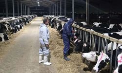 Güney'de şap hastalığında vakalar giderek çoğalıyor