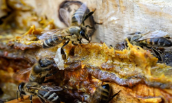 “Ebedi kimyasallar” arıları tehdit ediyor: Gıda güvenliği riske girebilir