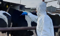 Çavuş "şap hastalığı Güney'den başladı" dedi, Yeorgiadu "kanıt varsa iletsin" yanıtını verdi