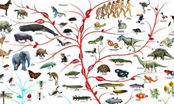 215 milyon yıllık sürüngen, timsah evrimi teorilerini sarsıyor