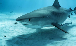 Yalnızlığı tercih ettiği sanılan boğa köpekbalıklarının yakın arkadaşları varmış