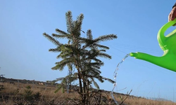 “Yeniden Yeşil Kıbrıs” etkinliğiyle yarın ülke genelinde eş zamanlı fidan dikilecek