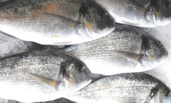 Kötü Hava Nedeniyle Balıklar Çiftlikten Kaçtı