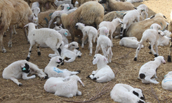 Rum hayvancılardan itlaflara tepkili