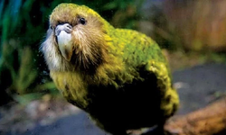 Arkeologları şaşırtan keşif: 1000 yıl önce papağan ticareti