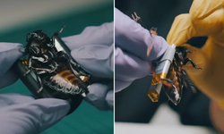 NATO'nun yeni casusları sahaya indi