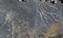 289 milyon yıllık fosil, nefes alma şeklimizin kökenlerine ışık tutuyor