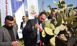 Babutsa zararlısına karşı ik kez doğaya 250 avcı böcek salındı