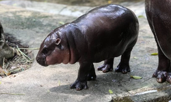 Pablo Escobar'ın su aygırları için öldürme kararı