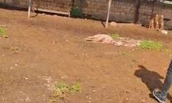 Gazimağusa’da başıboş köpek saldırısı: 30 küçükbaş hayvan telef oldu