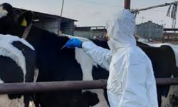 Rum üreticilerden sert çıkış: “İtlaflar dursun”