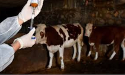 Şap hastalığı yayılmaya devam ediyor