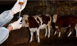 Güney Kıbrıs’ta şap alarmı: Çiftlik sayısı 101’e çıktı