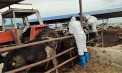 Şap hastalığı için yapılan aşılamalar işe yaramaya başladı