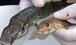 HP’den balon balığı uyarısı