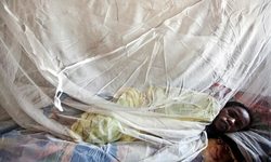 Lassa ateşi Nijerya’da 167 can aldı