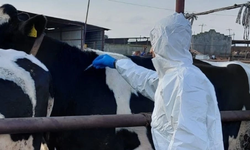 Güney Kıbrıs’ta hayvancılardan eylem uyarısı