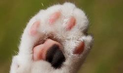 Altın Patiler Derneği'nden Alayköy'de zehir uyarısı: Kediler hedef alınıyor!