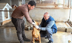 Amcaoğlu: Gönyeli–Alayköy Belediyesi hayvan barınağında 104 canlıya ev sahipliği yapılıyor