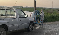 Güney Kıbrıs’ta şap hastalığı yayılmaya devam ediyor